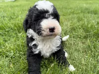 Huey, a male Miniature Bernedoodle for sale in Athens, WI – 7 of 10
