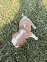 AKC Dora, a female Cavalier King Charles Spaniel for sale in Athens, WI – 3 of 4