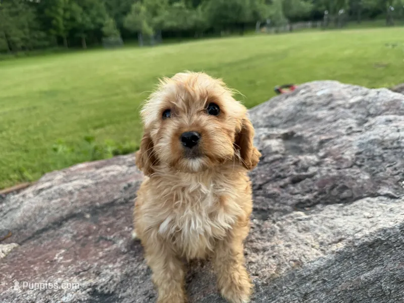 Elane – Cavapoo puppy for sale in Athens, WI