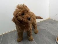 Rob, a female Cavapoo for sale in Athens, WI – 6 of 10