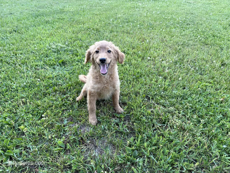 Buster, a male Miniature Goldendoodle for sale in Athens, WI – 1 of 10