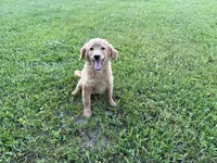 Buster, a male Miniature Goldendoodle for sale in Athens, WI – 1 of 10