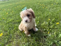 Ember , a female Cavapoo for sale in Athens, WI – 6 of 10