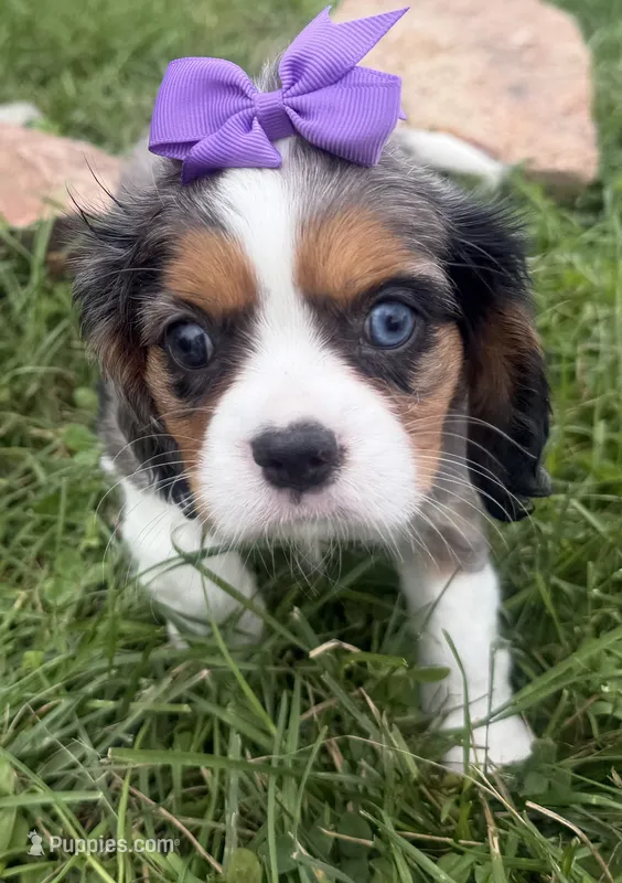 Lizzy – Cavalier King Charles Spaniel puppy for sale in Athens, WI