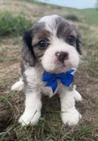 Arthur, a male Cavapoo for sale in Athens, WI – 1 of 10