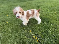Dean, a male Poodle - Miniature  for sale in Athens, WI – 9 of 10