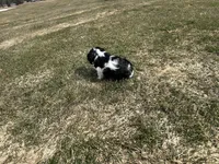 AKC Barry, a male Cavalier King Charles Spaniel for sale in Athens, WI – Photo 7 of 10