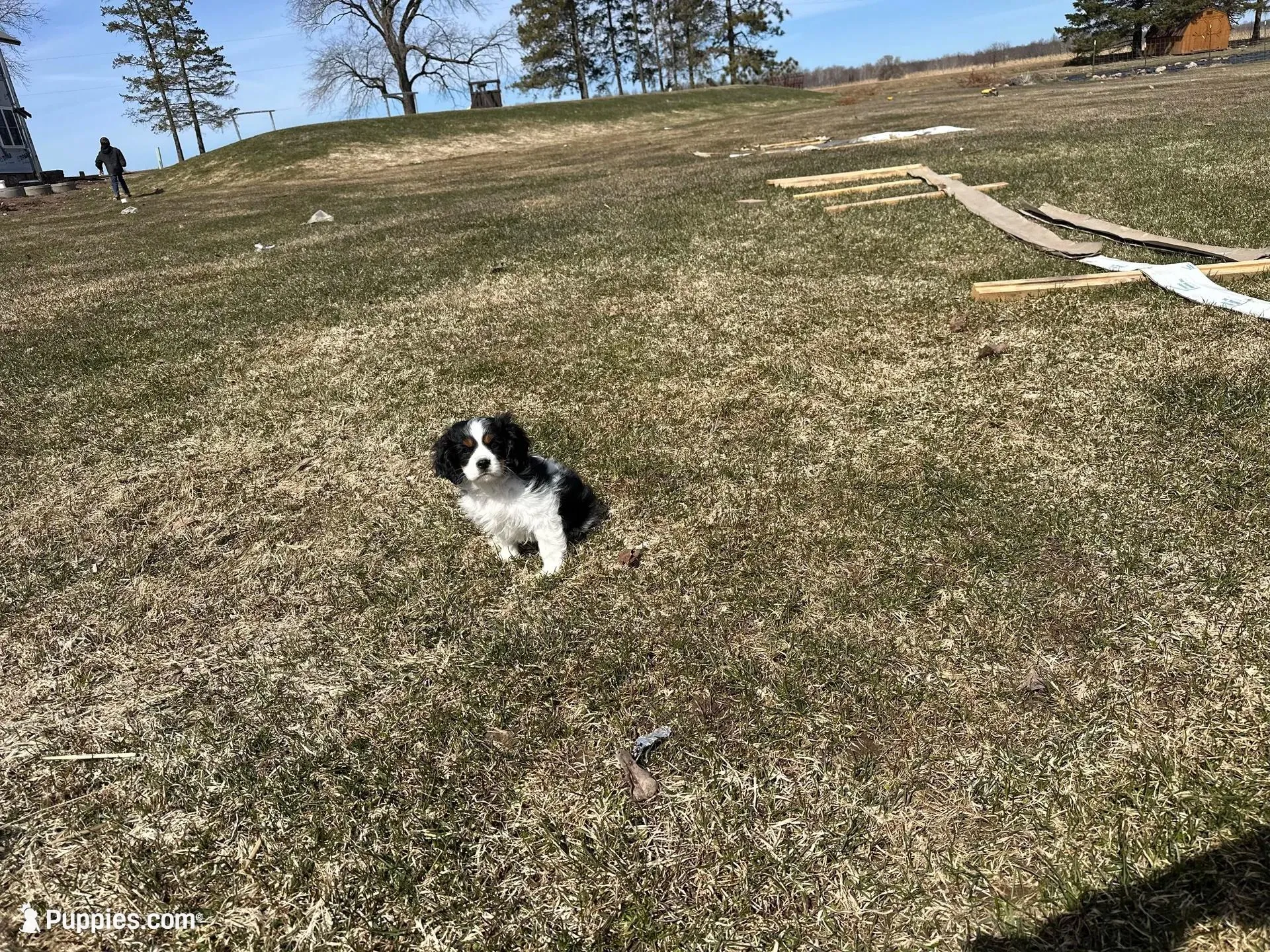 AKC Barry, a male Cavalier King Charles Spaniel for sale in Athens, WI – Photo 7 of 10