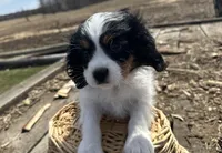AKC Barry, a male Cavalier King Charles Spaniel for sale in Athens, WI – Photo 9 of 10