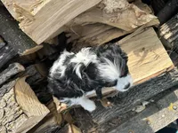 AKC Barry, a male Cavalier King Charles Spaniel for sale in Athens, WI – Photo 10 of 10