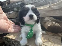 AKC Barry, a male Cavalier King Charles Spaniel for sale in Athens, WI – Photo 8 of 10