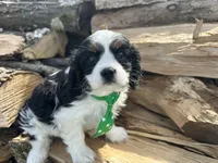 AKC Barry, a male Cavalier King Charles Spaniel for sale in Athens, WI – Photo 4 of 10