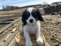 AKC Barry, a male Cavalier King Charles Spaniel for sale in Athens, WI – Photo 1 of 10