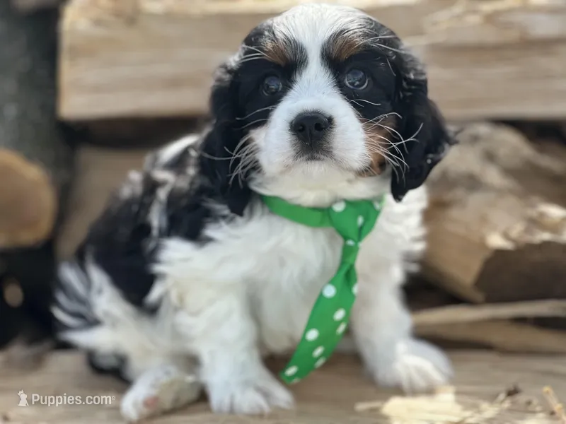 AKC Barry – Cavalier King Charles Spaniel puppy for sale in Athens, WI