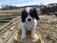 AKC Barry, a male Cavalier King Charles Spaniel for sale in Athens, WI – Photo 6 of 10