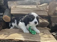 AKC Barry, a male Cavalier King Charles Spaniel for sale in Athens, WI – Photo 6 of 10