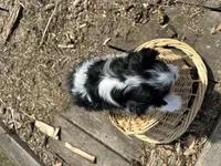 AKC Barry, a male Cavalier King Charles Spaniel for sale in Athens, WI – Photo 4 of 10