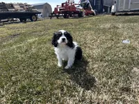 AKC Barry, a male Cavalier King Charles Spaniel for sale in Athens, WI – Photo 8 of 10