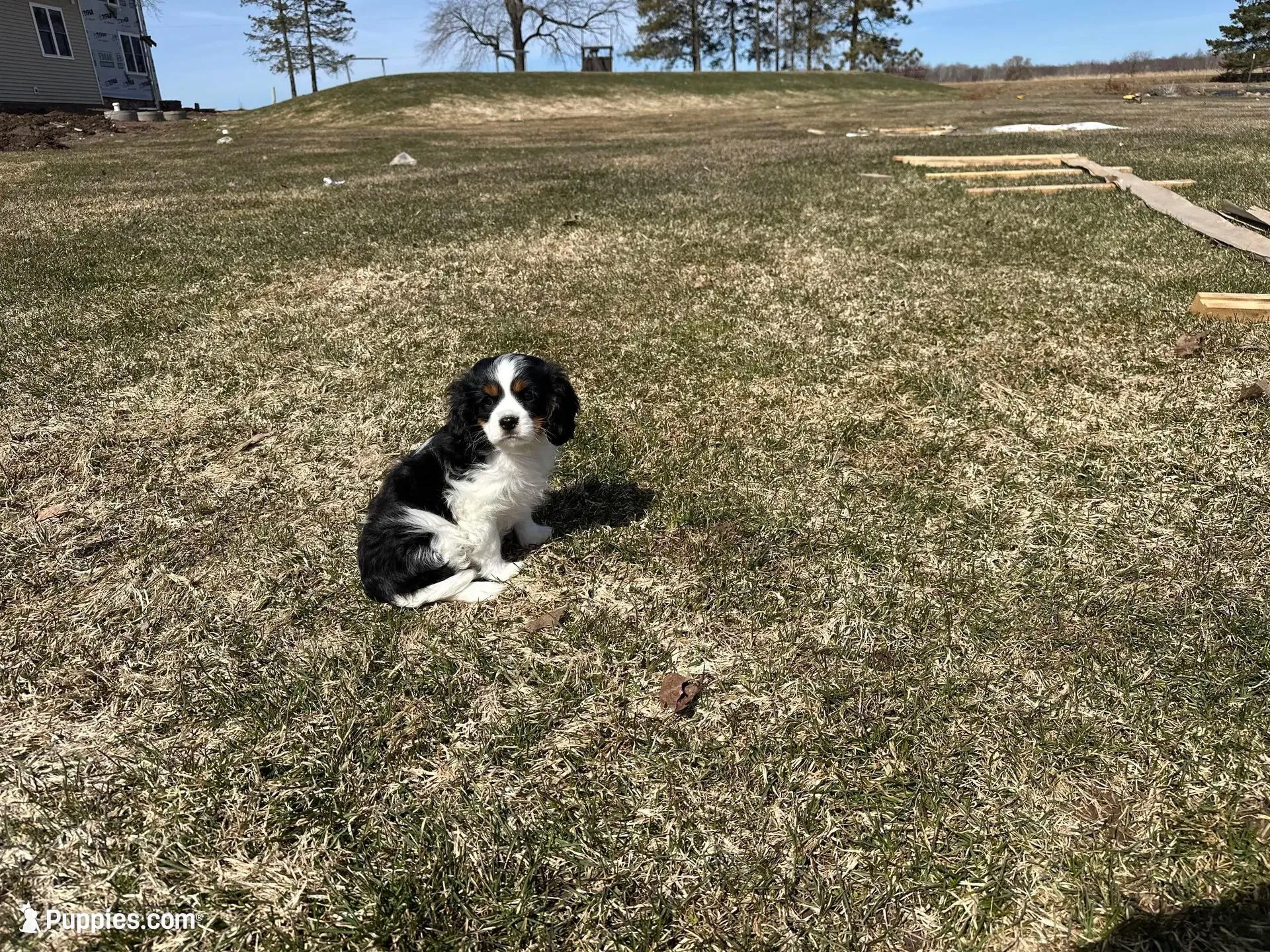 AKC Barry, a male Cavalier King Charles Spaniel for sale in Athens, WI – Photo 3 of 10