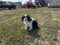 AKC Barry, a male Cavalier King Charles Spaniel for sale in Athens, WI – Photo 2 of 10