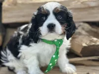AKC Barry, a male Cavalier King Charles Spaniel for sale in Athens, WI – Photo 2 of 10