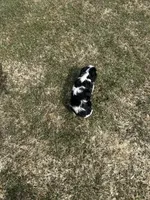 AKC Barry, a male Cavalier King Charles Spaniel for sale in Athens, WI – Photo 9 of 10