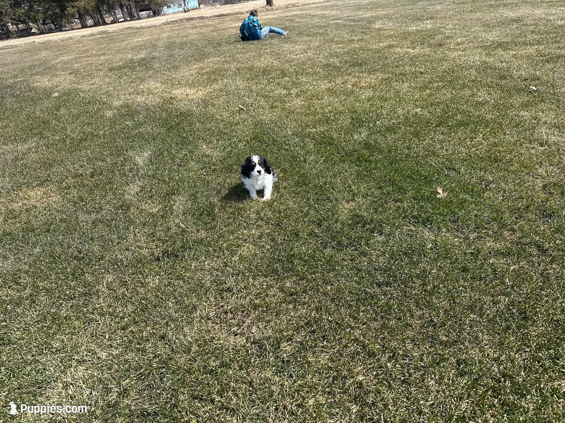 AKC Barry, a male Cavalier King Charles Spaniel for sale in Athens, WI – Photo 5 of 10