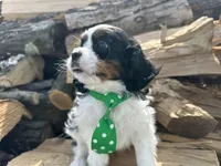 AKC Barry, a male Cavalier King Charles Spaniel for sale in Athens, WI – Photo 3 of 10