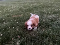 AKC Carl, a male Cavalier King Charles Spaniel for sale in Athens, WI – 8 of 10