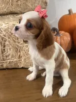 Carmen, a female Cavalier King Charles Spaniel for sale in Athens, WI – 4 of 10