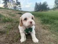 Albert, a male Cavapoo for sale in Athens, WI – 6 of 10