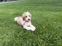 Dean, a male Poodle - Miniature  for sale in Athens, WI – 8 of 10