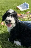 Huey, a male Miniature Bernedoodle for sale in Athens, WI – 8 of 10