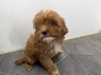 Ron, a male Cavapoo for sale in Athens, WI – 7 of 7