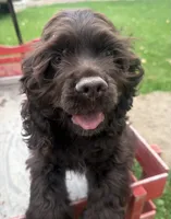 AKC Maverick , a male Cocker Spaniel for sale in Athens, WI – 4 of 10