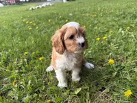 Ernie, a male Cavapoo for sale in Athens, WI – 9 of 10