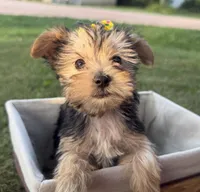 Jessie, a female Morkie for sale in Athens, WI – 10 of 10