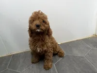 Rob, a female Cavapoo for sale in Athens, WI – 5 of 10