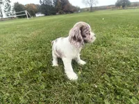 AKC Winnie, a female Cocker Spaniel for sale in Athens, WI – 6 of 10