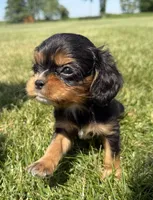 AKC Dash, a male Cavalier King Charles Spaniel for sale in Athens, WI – 6 of 10