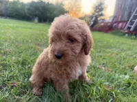Carlos, a male Miniature Goldendoodle for sale in Athens, WI – 10 of 10