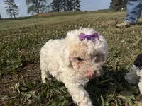 Eve, a female Poodle - Toy  for sale in Athens, WI – 8 of 10