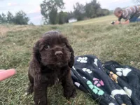 AKC Maverick , a male Cocker Spaniel for sale in Athens, WI – 6 of 9