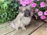 Tiffany, a female Pomeranian for sale in Athens, WI – 7 of 10