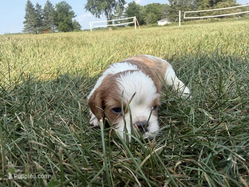 AKC Dorn – Cavalier King Charles Spaniel puppy for sale in Athens, WI