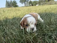 AKC Dorn, a male Cavalier King Charles Spaniel for sale in Athens, WI – 1 of 7
