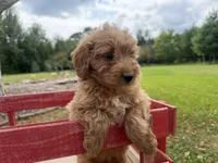 Carlos, a male Miniature Goldendoodle for sale in Athens, WI – 6 of 10