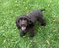 AKC Maverick , a male Cocker Spaniel for sale in Athens, WI – 6 of 10