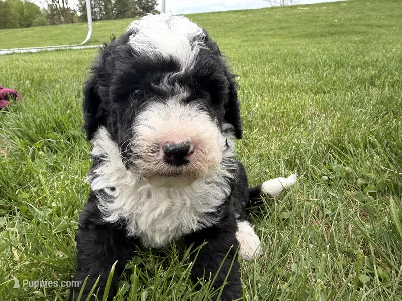 Huey – Miniature Bernedoodle puppy for sale in Athens, WI