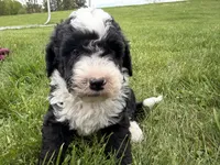 Huey, a male Miniature Bernedoodle for sale in Athens, WI – 1 of 10